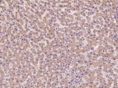 Immunohistochemistry-Paraffin CNIH Antibody - BSA Free