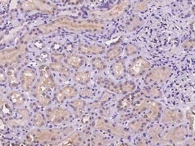 Immunohistochemistry-Paraffin CNIH Antibody - BSA Free