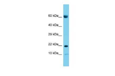 Western Blot CNIH2 Antibody - BSA Free