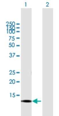 Western Blot: CNIH3 Antibody [H00149111-B01P] - Analysis of CNIH3 expression in transfected 293T cell line by CNIH3 polyclonal antibody.  Lane 1: CNIH3 transfected lysate(17.6 KDa). Lane 2: Non-transfected lysate.