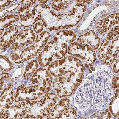 Immunohistochemistry-Paraffin: CNIH4 Antibody [NBP1-91797] - Staining of human kidney shows strong cytoplasmic positivity in renal tubules.