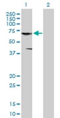 Western Blot: CNKSR3 Antibody [H00154043-B01P] - Analysis of CNKSR3 expression in transfected 293T cell line by CNKSR3 polyclonal antibody.  Lane 1: CNKSR3 transfected lysate(61.05 KDa). Lane 2: Non-transfected lysate.