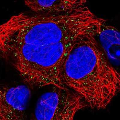 Immunocytochemistry/ Immunofluorescence CNNM2 Antibody