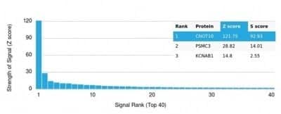 Protein Array: CNOT10 Antibody (PCRP-CNOT10-1D5) - Azide and BSA Free [NBP3-14266] - Analysis of Protein Array containing more than 19,000 full-length human proteins using CNOT10 Antibody (PCRP-CNOT10-1D5).