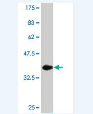 Western Blot: CNOT3 Antibody (1E8.) [H00004849-M04] -  Detection against Immunogen (36.74 KDa) 