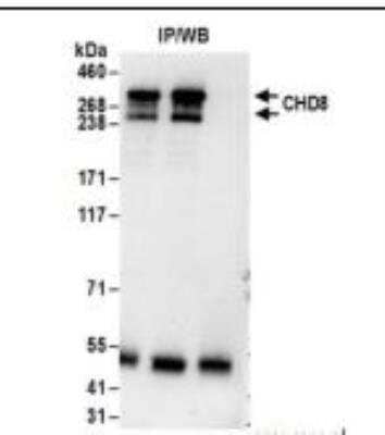 Western Blot: CNOT3 Antibody [NBP1-21396] - Whole cell lysate (1 mg for IP; 20% of IP loaded) from HeLa cells.