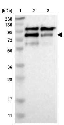 Western Blot CNOT3 Antibody