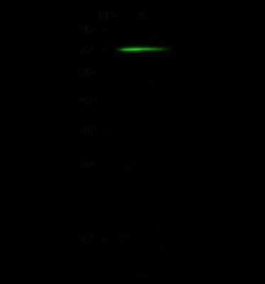 Western Blot CNOT6 Antibody