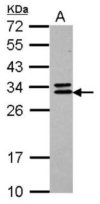 Western Blot: CNOT7 Antibody [NBP2-15929] - Sample (30 ug of whole cell lysate) A: U87-MG 12% SDS PAGE gel, diluted at 1:1000.