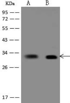 Western Blot: CNOT7 Antibody [NBP3-12705] - Lane A: HepG2 Whole Cell LysateLane B: RT-4 Whole Cell LysateLysates/proteins at 30 ug per lane.SecondaryGoat Anti-Rabbit IgG (H+L)/HRP at 1/10000 dilution.Developed using the ECL technique.Performed under reducing conditions.Predicted band size:33 kDaObserved band size:33 kDa