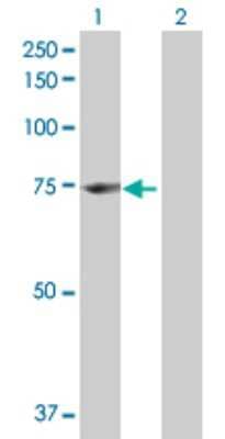 Western Blot: CNOX Antibody [H00055068-B01P] - Analysis of ENOX1 expression in transfected 293T cell line by ENOX1 polyclonal antibody.  Lane 1: RP11-301I17.1 transfected lysate(70.73 KDa). Lane 2: Non-transfected lysate.