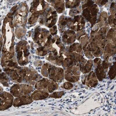 Immunohistochemistry-Paraffin: CNPY4 Antibody [NBP1-81086] - Staining of human stomach shows strong cytoplasmic positivity in glandular cells.