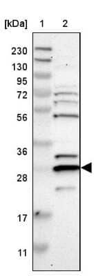 Western Blot PRAT4B/CNPY4 Antibody - BSA Free