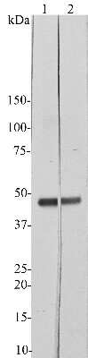 Western Blot: CNPase Antibody (3H5) [NBP2-50044] - Rat brain tissue homogenates blotted with NBP2-50044 at 1:5,000 (lane 1) and 1:20,000 (lane 2). The CNPase antibody binds strongly and cleanly to a band at ~48kDa.