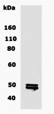 Western Blot: CNPase Antibody [NB110-79874] - Analysis of CNPase in 10ug of normal brain tissue lysate using CNPase antibody NB110-79874 at a dilution of 1:500