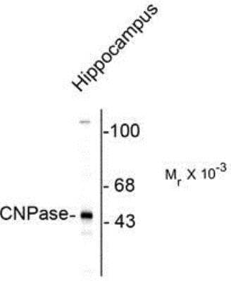 Western Blot: CNPase Antibody [NB110-93362] - Rat brain lysate showing the specific immunolabeling of the ~ 46k CNP protein.