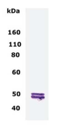 Western Blot: CNPase Antibody [NBP2-24882] - Analysis of CNPase using NBP2-24882 at 1:500 dilution. 10 ug of normal human brain lysate loaded.
