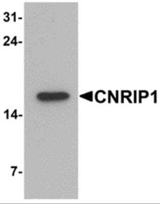 Western Blot CNRIP1 Antibody - BSA Free