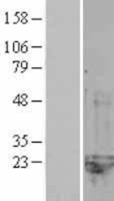 Western Blot CNRIP1 Overexpression Lysate