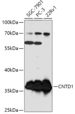 Western Blot: CNTD Antibody [NBP2-92384] - Analysis of extracts of various cell lines, using CNTD at 1:1000 dilution.Secondary antibody: HRP Goat Anti-Rabbit IgG (H+L) at 1:10000 dilution.Lysates/proteins: 25ug per lane.Blocking buffer: 3% nonfat dry milk in TBST.Detection: ECL Basic Kit .Exposure time: 1s.