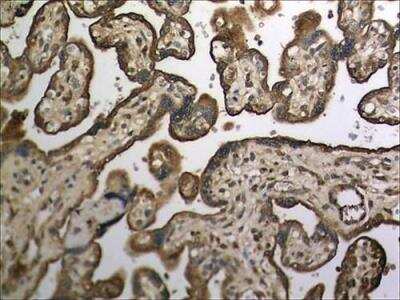 Immunohistochemistry-Paraffin CNTFR Antibody (MM0190-10L29) - Azide and BSA Free