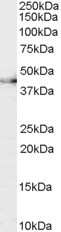 Western Blot CNTFR Antibody