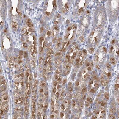 Immunohistochemistry-Paraffin: CNTLN Antibody [NBP1-88796] - Staining of human stomach shows strong cytoplasmic positivity in glandular cells.