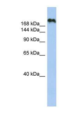 Western Blot: CNTNAP4 Antibody [NBP1-59223] - Titration: 0.2-1 ug/ml, Positive Control: 721_B cell lysate.