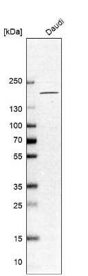 Western Blot: CNTNAP4 Antibody [NBP2-33829] - Analysis in human cell line Daudi.