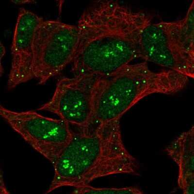 Immunocytochemistry/ Immunofluorescence CNTNAP5 Antibody - BSA Free