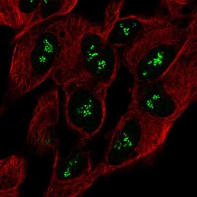 Immunocytochemistry/Immunofluorescence: CNTNAP5 Antibody [NBP2-56454] - Staining of human cell line SH-SY5Y shows localization to nucleoli fibrillar center.
