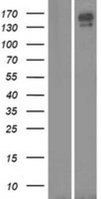 Western Blot CNTNAP5 Overexpression Lysate
