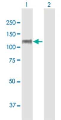 Western Blot CNTROB Antibody - Azide and BSA Free