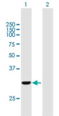 Western Blot: COASY Antibody [H00080347-B01P] - Analysis of COASY expression in transfected 293T cell line by COASY polyclonal antibody.  Lane 1: COASY transfected lysate(29.59 KDa). Lane 2: Non-transfected lysate.