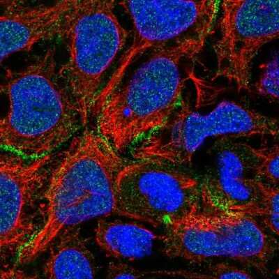 Immunocytochemistry/Immunofluorescence: COBL Antibody [NBP1-89615] - Staining of human cell line CACO-2 shows localization to nucleoplasm & cell junctions. Antibody staining is shown in green.
