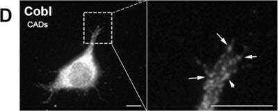 Immunocytochemistry/Immunofluorescence: COBL Antibody [NBP1-89615] - Validation of the LCM/MS data from cellular protrusions using microscopy. Tenm2 is found within COBL in growth cones. Image collected and cropped by CiteAb from the following publication (//pubmed.ncbi.nlm.nih.gov/30866487/) licensed under a CC-BY license.