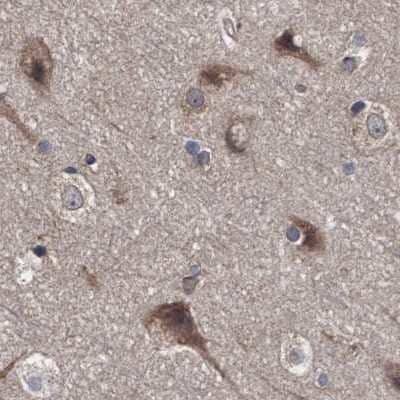 Immunohistochemistry-Paraffin: COBL Antibody [NBP1-89615] - Staining of human cerebral cortex.