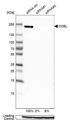 <b>Genetic Strategies Validation. </b>Western Blot: COBL Antibody [NBP1-89615] - Analysis in HeLa cells transfected with control siRNA, target specific siRNA probe #1 and #2, using anti-COBL antibody. Remaining relative intensity is presented. Loading control: anti-GAPDH.