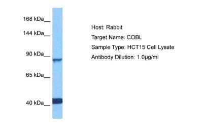 Western Blot: COBL Antibody [NBP2-84708] - Host: Rabbit. Target Name: COBL. Sample Tissue: Human HCT116 Whole Cell lysates. Antibody Dilution: 1ug/ml