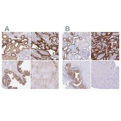 Immunohistochemistry-Paraffin COBLL1 Antibody - BSA Free