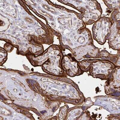 Immunohistochemistry-Paraffin COBLL1 Antibody - BSA Free