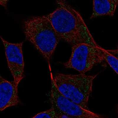 Immunocytochemistry/Immunofluorescence: COCO/DAND5 Antibody [NBP2-68651] - Staining of human cell line SH-SY5Y shows localization to mitochondria.