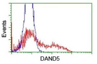 Flow Cytometry: COCO/DAND5 Antibody (OTI3D4) - Azide and BSA Free [NBP2-72457] - Analysis of HEK293T cells transfected with either overexpress plasmid(Red) or empty vector control plasmid(Blue) were immunostaining by DAND5 antibody.