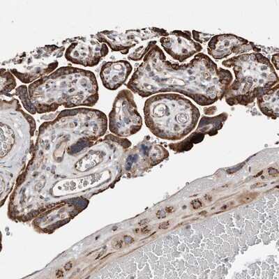 Immunohistochemistry-Paraffin: COG1 Antibody [NBP1-81414] - Staining of human placenta shows strong cytoplasmic positivity in trophoblastic cells.