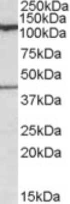 Western Blot COG1 Antibody