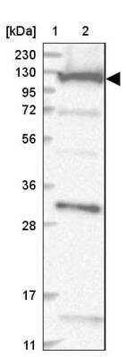 Western Blot COG1 Antibody