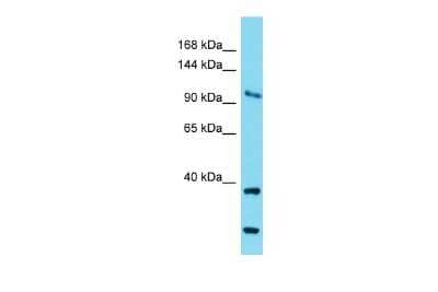 Western Blot: COG1 Antibody [NBP2-87201] - Host: Rabbit. Target Name: Cog1. Sample Type: Mouse Brain lysates. Antibody Dilution: 1.0ug/ml