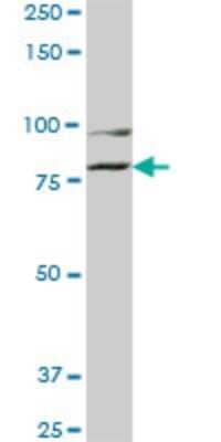 Western Blot: COG2 Antibody (3H8) [H00022796-M01] - COG2 monoclonal antibody (M01), clone 3H8. Analysis of COG2 expression in IMR-32.