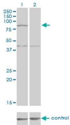 Western Blot: COG2 Antibody (4C8) [H00022796-M09] - Western blot analysis of COG2 over-expressed 293 cell line, cotransfected with COG2 Validated Chimera RNAi or non-transfected control. Blot probed with H00022796-M09. GAPDH (36.1 kDa) used as loading control.