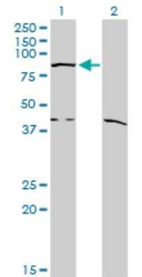 Western Blot COG2 Antibody (4C8)